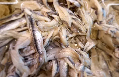 Macelleria d'Ale Gastronomia