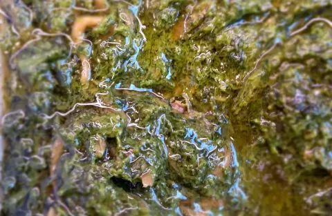 Macelleria d'Ale Gastronomia